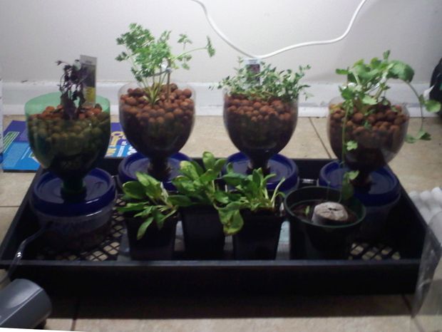 ... Innovative Homemade Hydroponics Systems | The Self-Sufficient Living