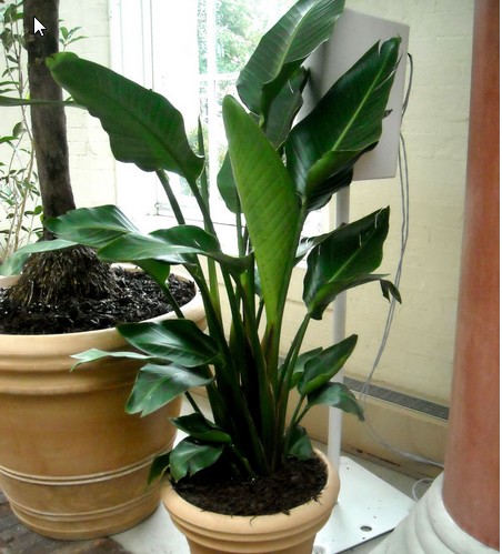 Best Large Houseplants Home Furniture Design Kitchenagenda 10 Famous Large And Small Indoor Plants The Self Sufficient Living Best Houseplants